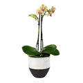 NY Black & White Cookie Planter (5.25in)