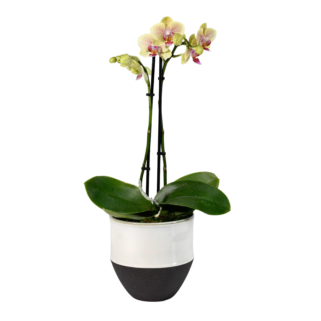 NY Black & White Cookie Planter (5.25in)