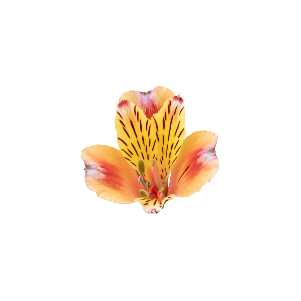 Alstroemeria Stem