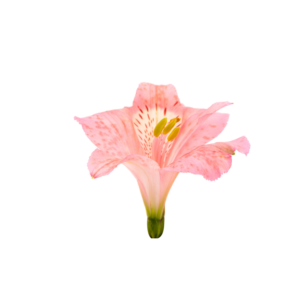 Alstroemeria Stem