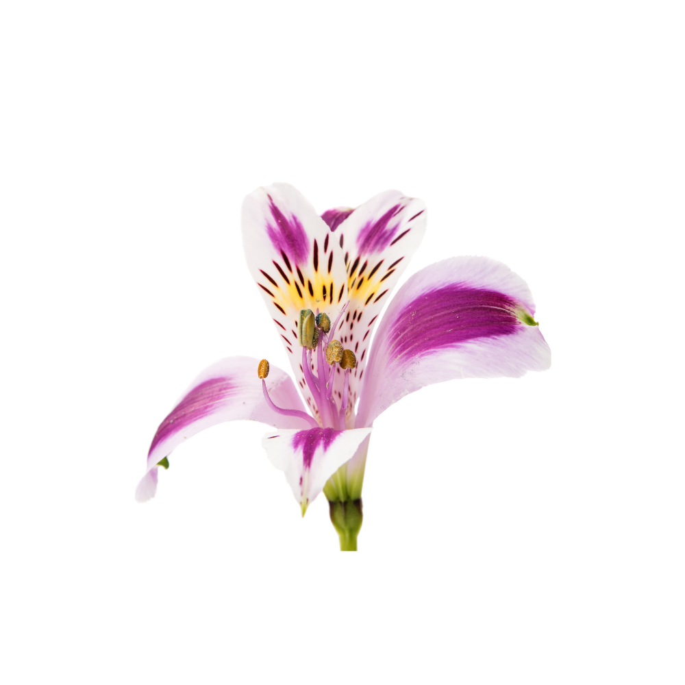 Alstroemeria Stem