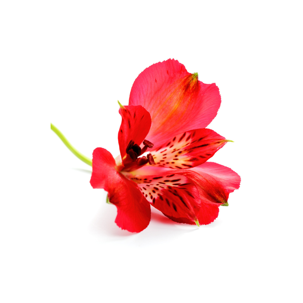 Alstroemeria Stem