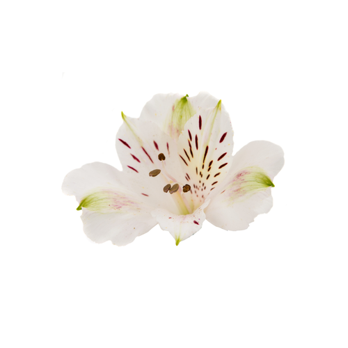 Alstroemeria Stem