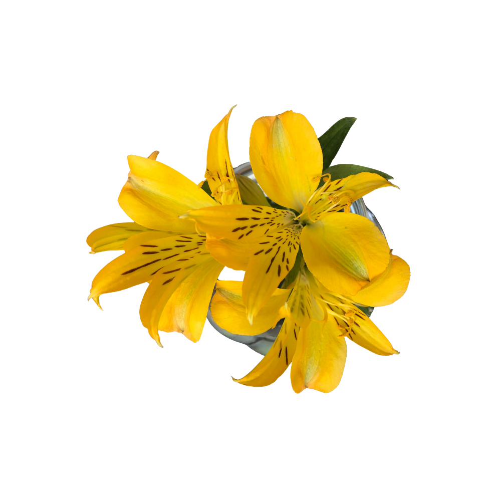 Alstroemeria Stem