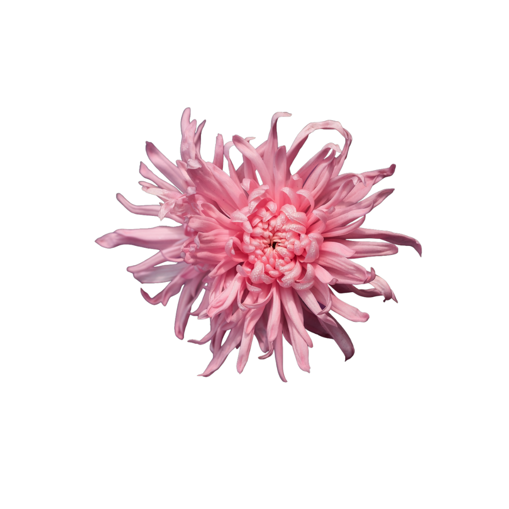 Anastasia Mum Stem