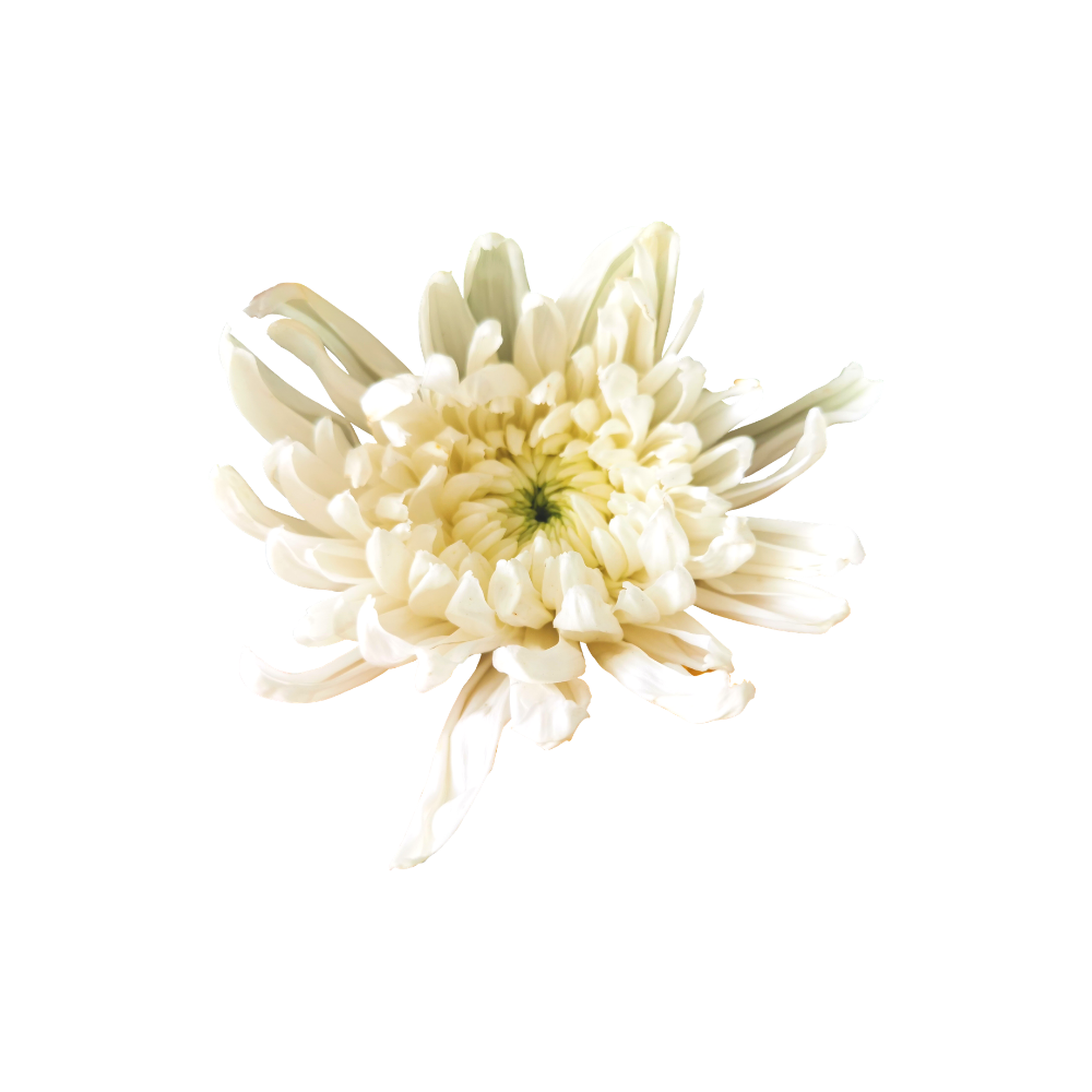 Anastasia Mum Stem