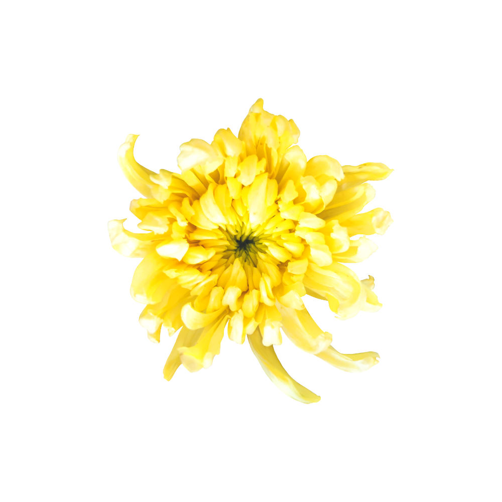 Anastasia Mum Stem