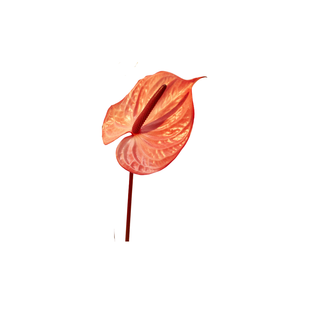 Anthurium Large Stem
