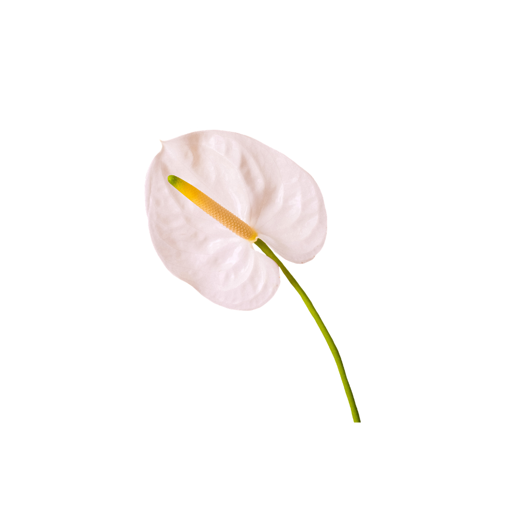 Anthurium Large Stem