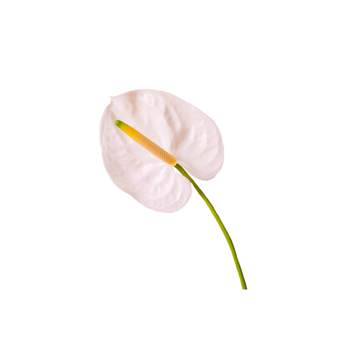 Anthurium Medium Stem