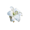 Asiatic Lily Stem