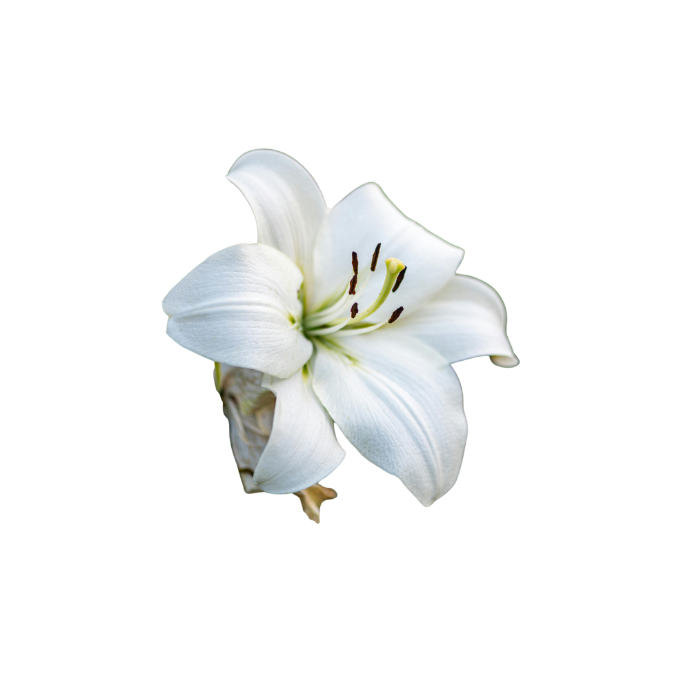 Asiatic Lily Stem