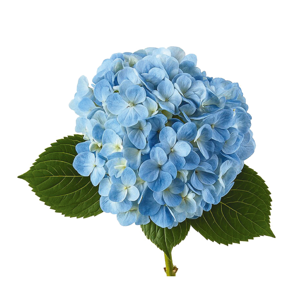 Hydrangea Large Stem
