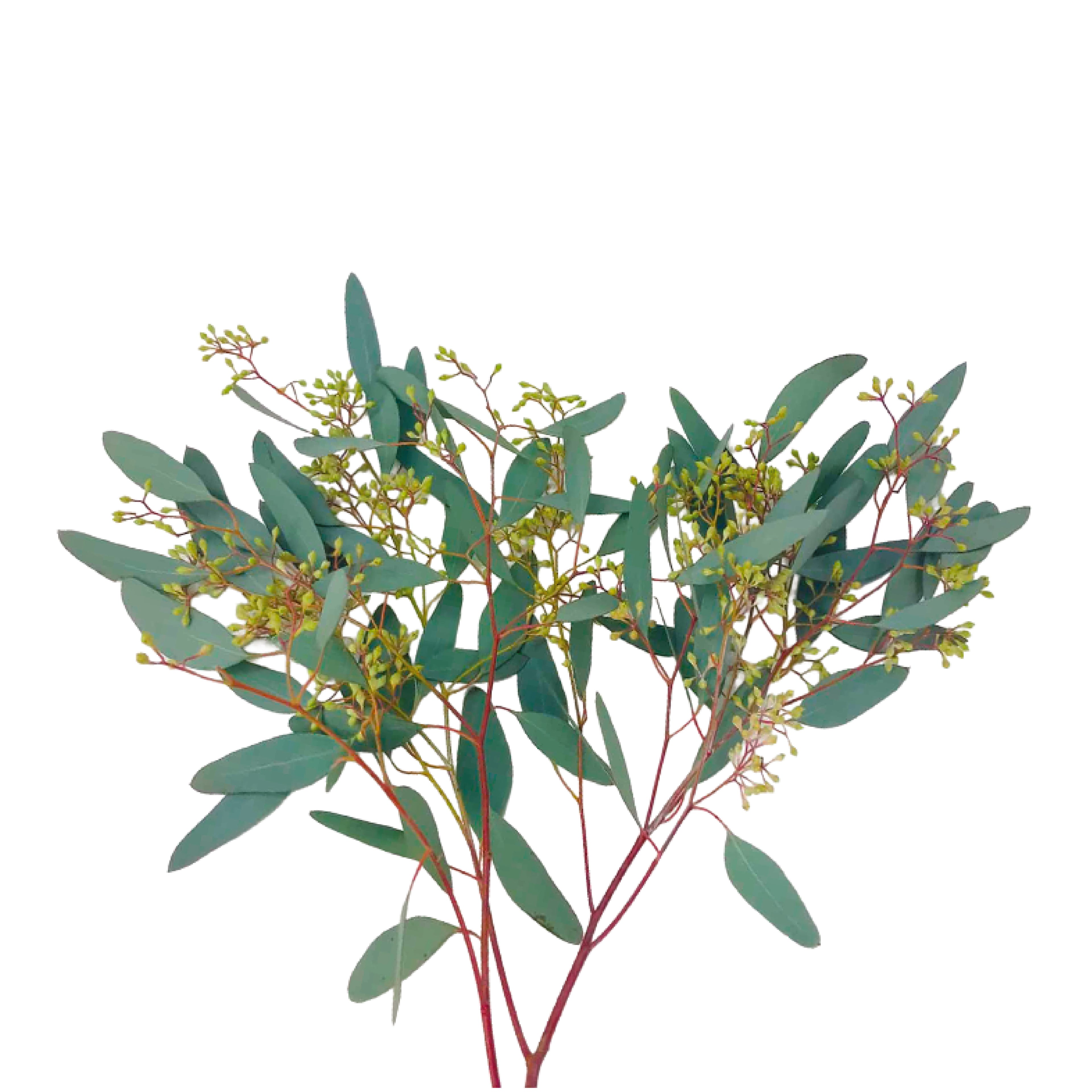 Eucalyptus Seeded Stem