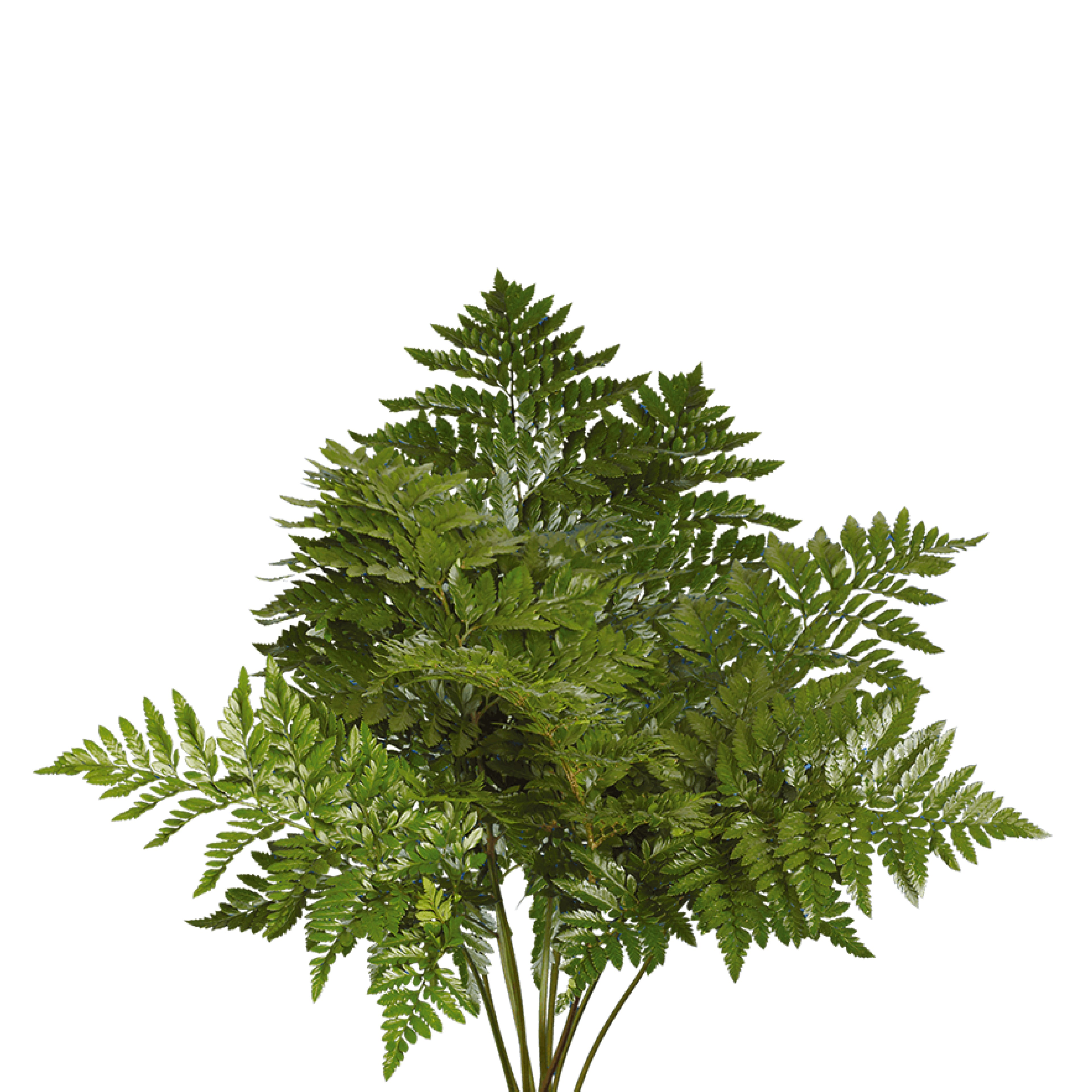 Leather Leaf Stem