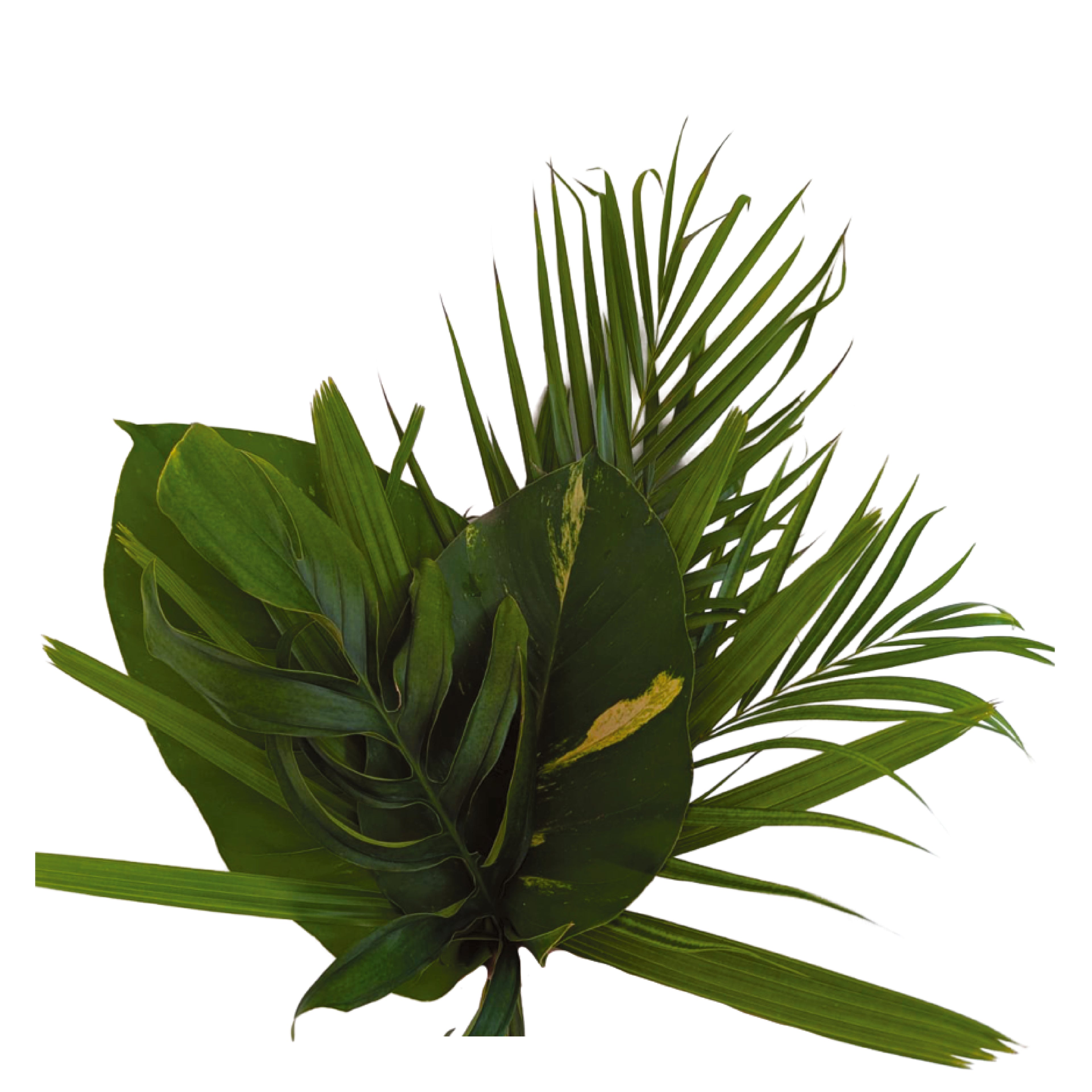 Greenery Palm Leaves Bundle