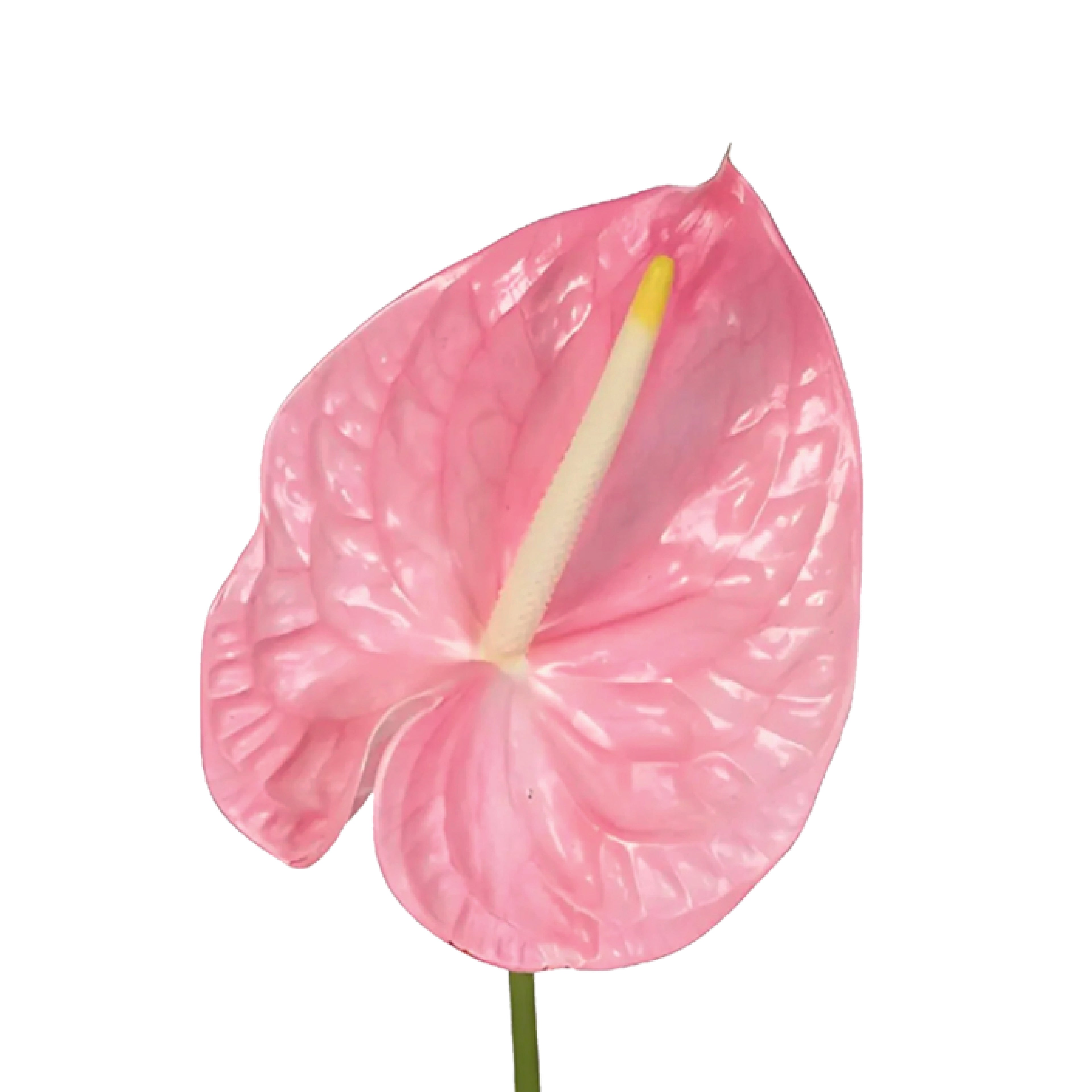 Anthurium Large Stem