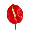 Anthurium Medium Stem