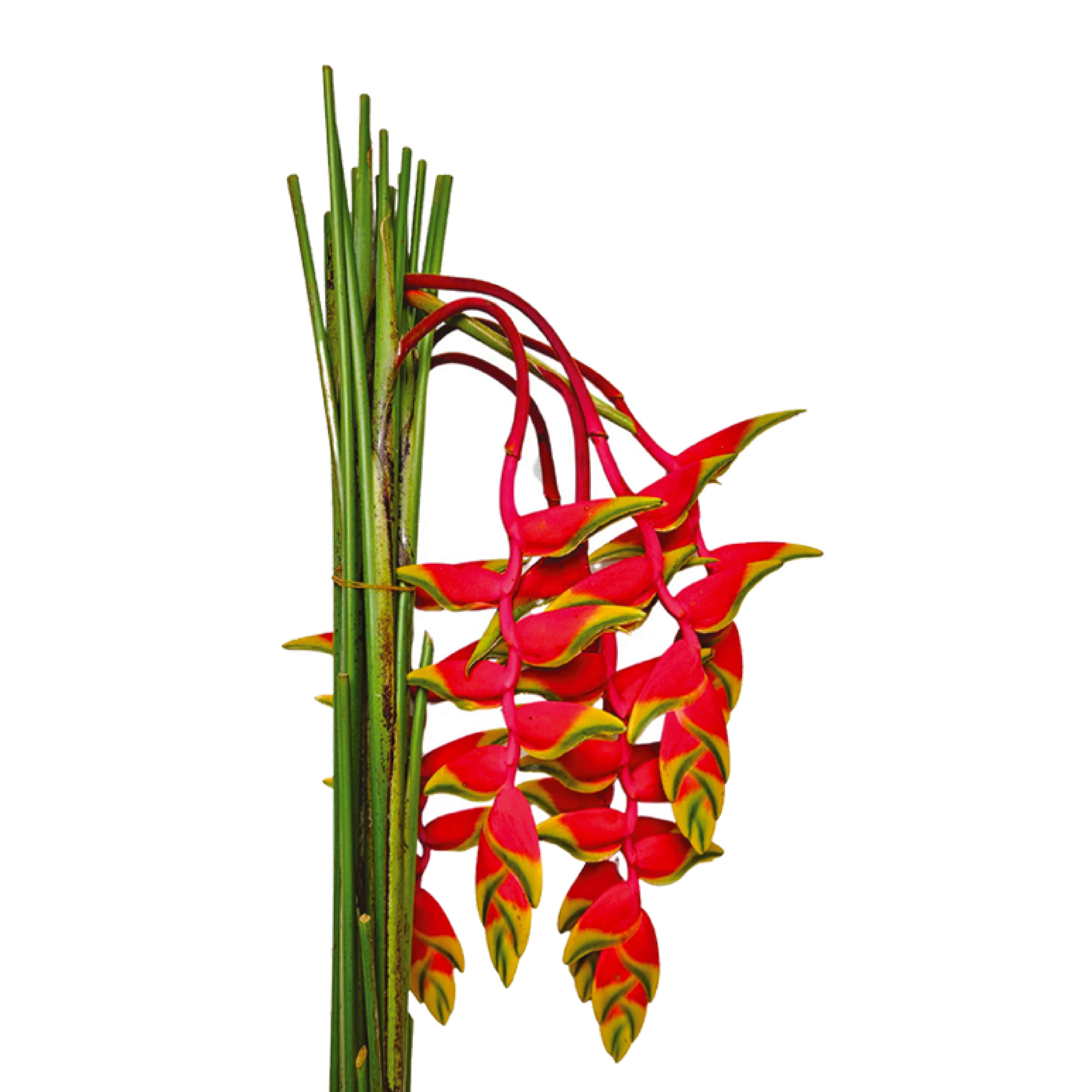 Hanging Heliconia Stem
