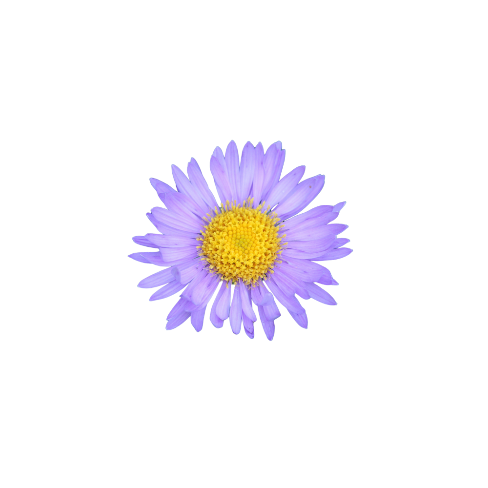 Aster Stem
