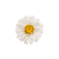Aster Stem