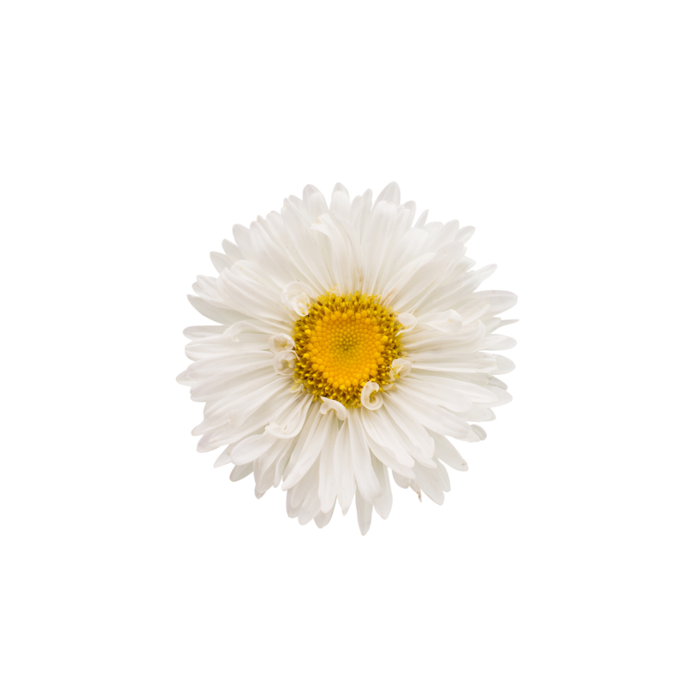 Aster Stem