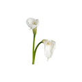 Calla Lily Mini Stem