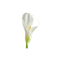 Calla Lily Large Stem