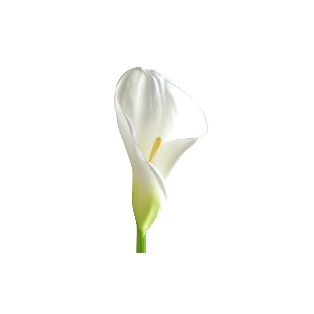 Calla Lily Large Stem