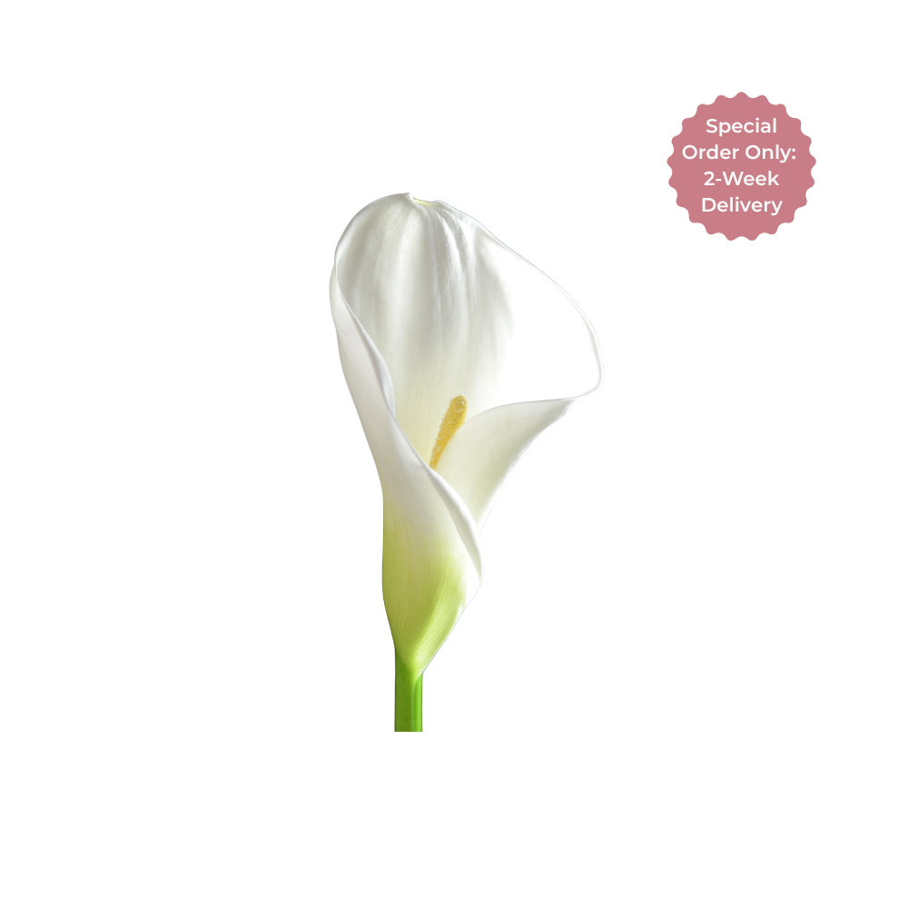 Calla Lily Large Stem