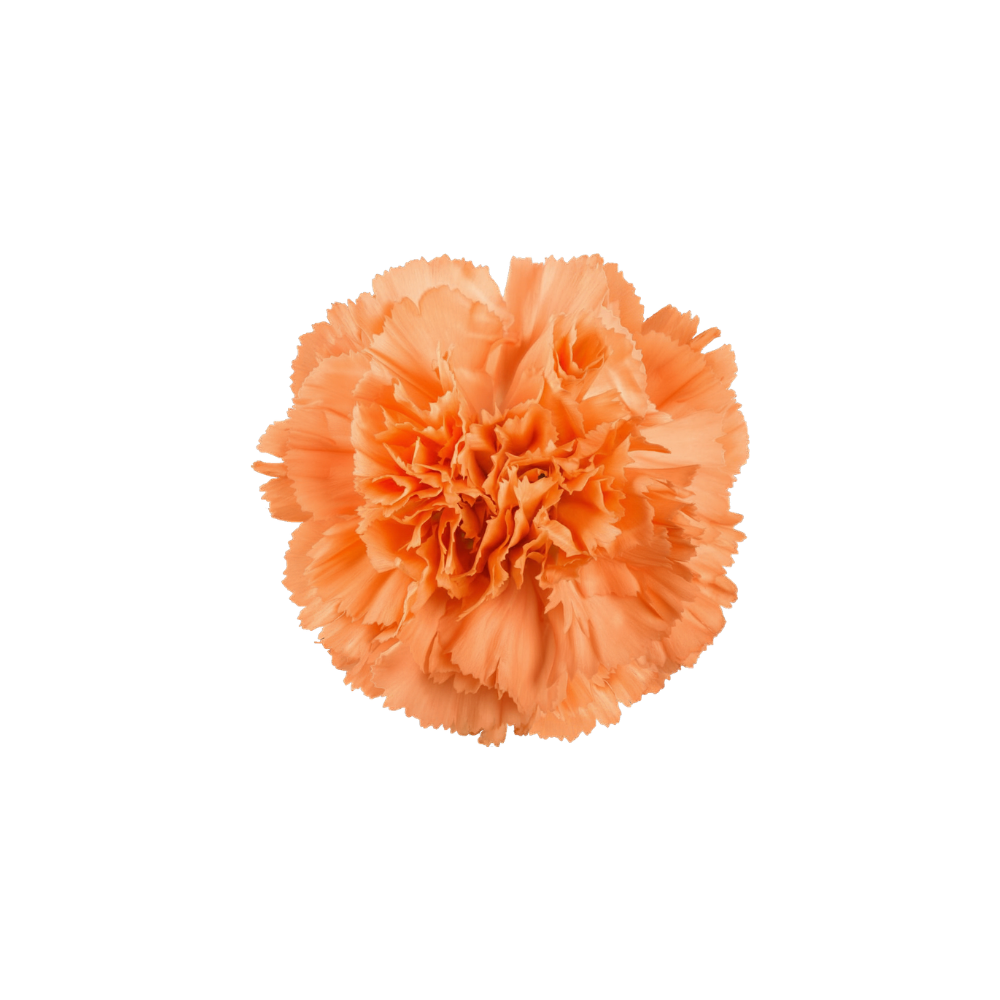 Carnation Large Stem