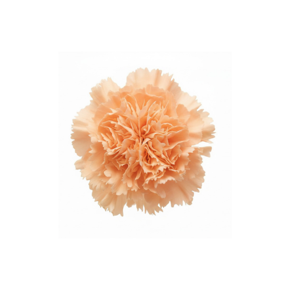 Carnation Large Stem