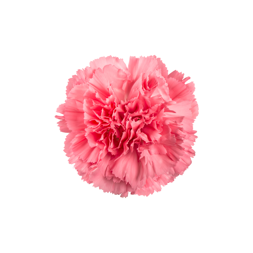 Carnation Large Stem