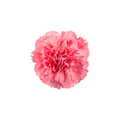 Carnation Large Stem