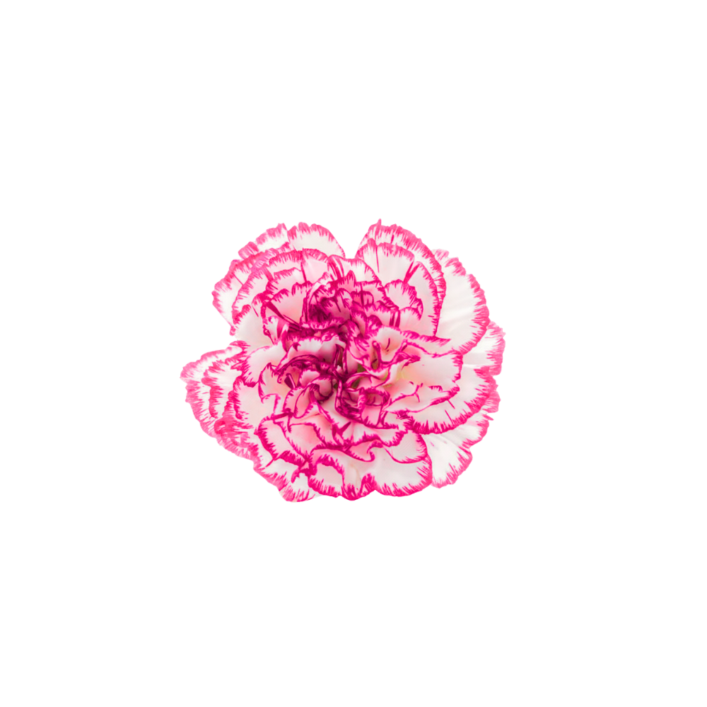Carnation Large Stem