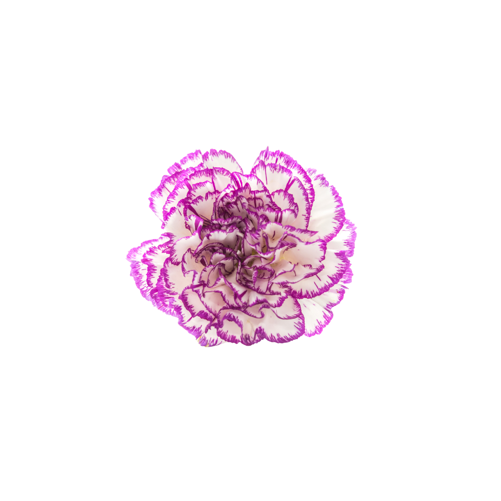 Carnation Large Stem