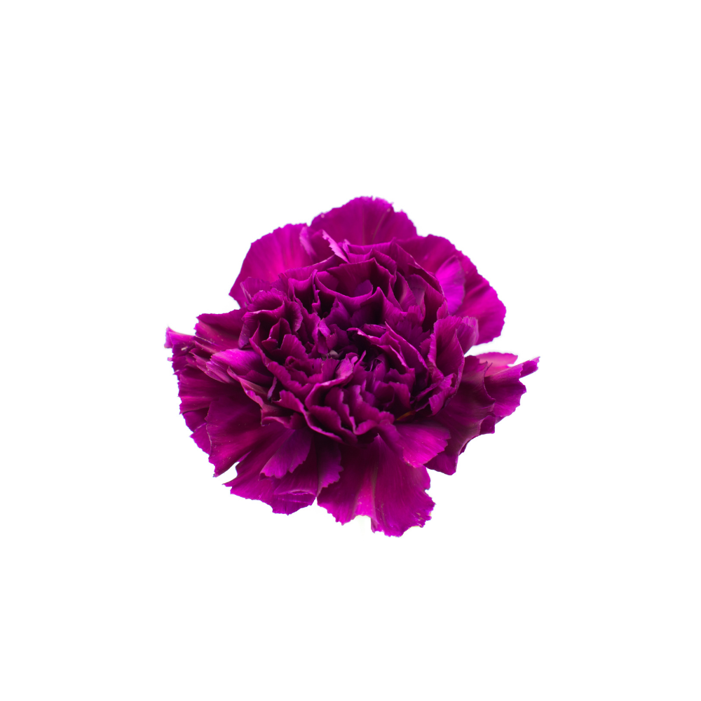 Carnation Large Stem