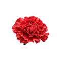 Carnation Large Stem