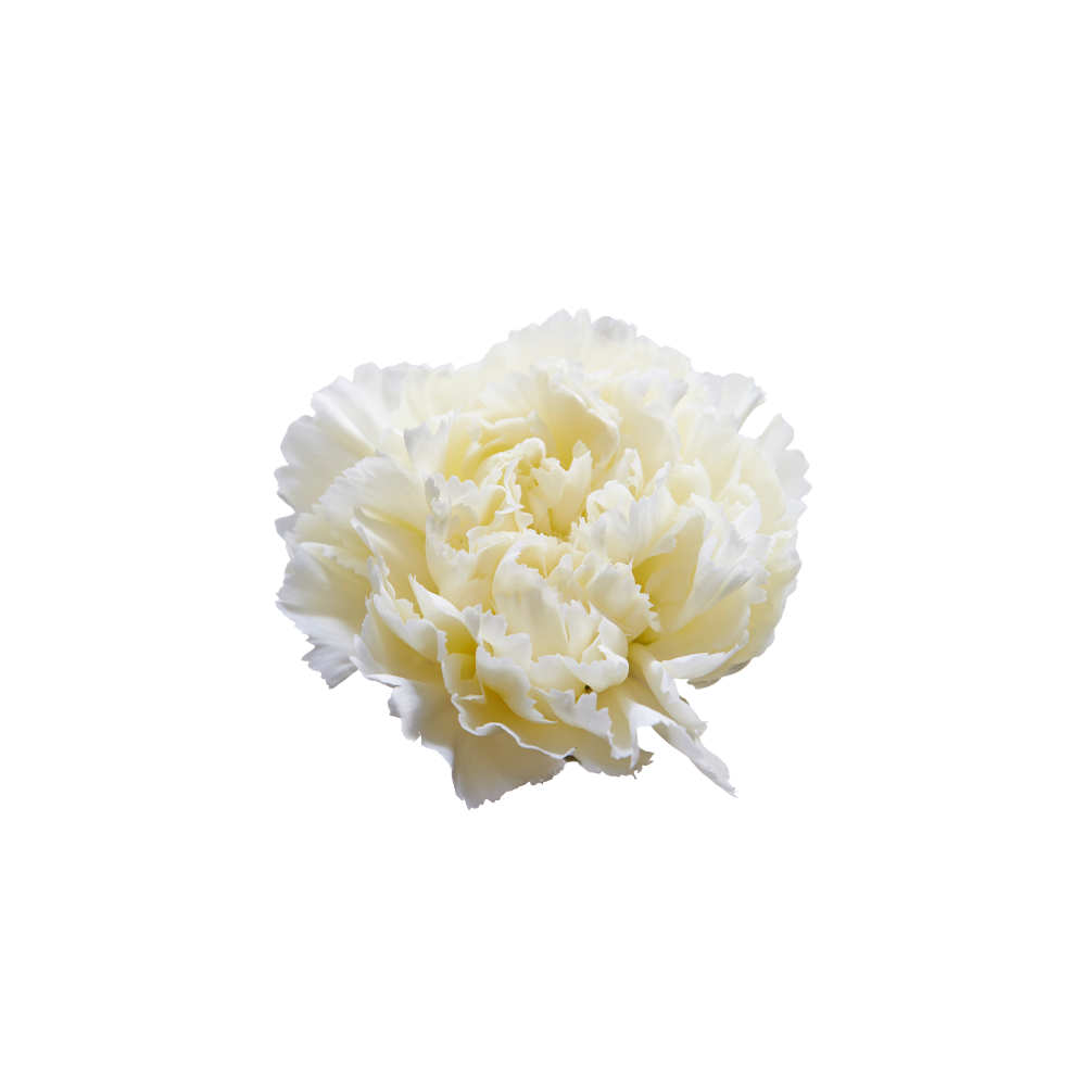 Carnation Large Stem