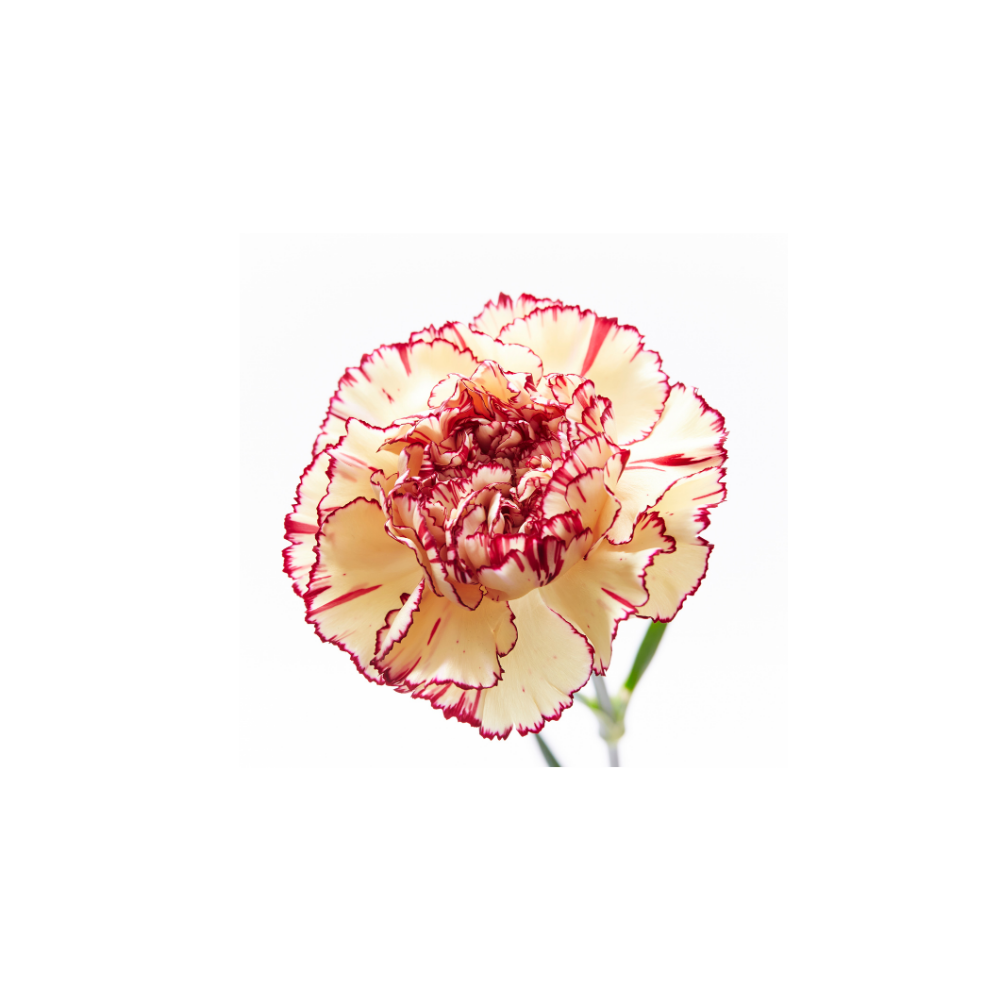 Carnation Large Stem