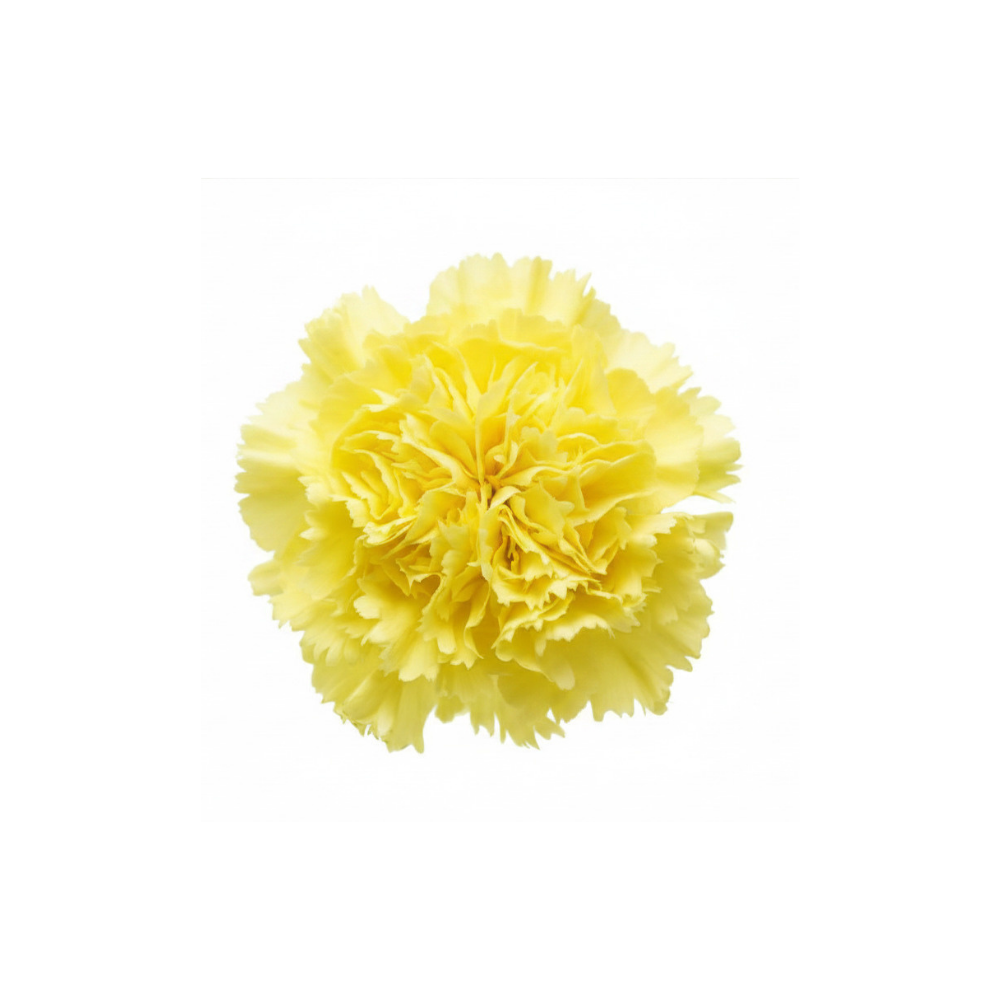 Carnation Large Stem