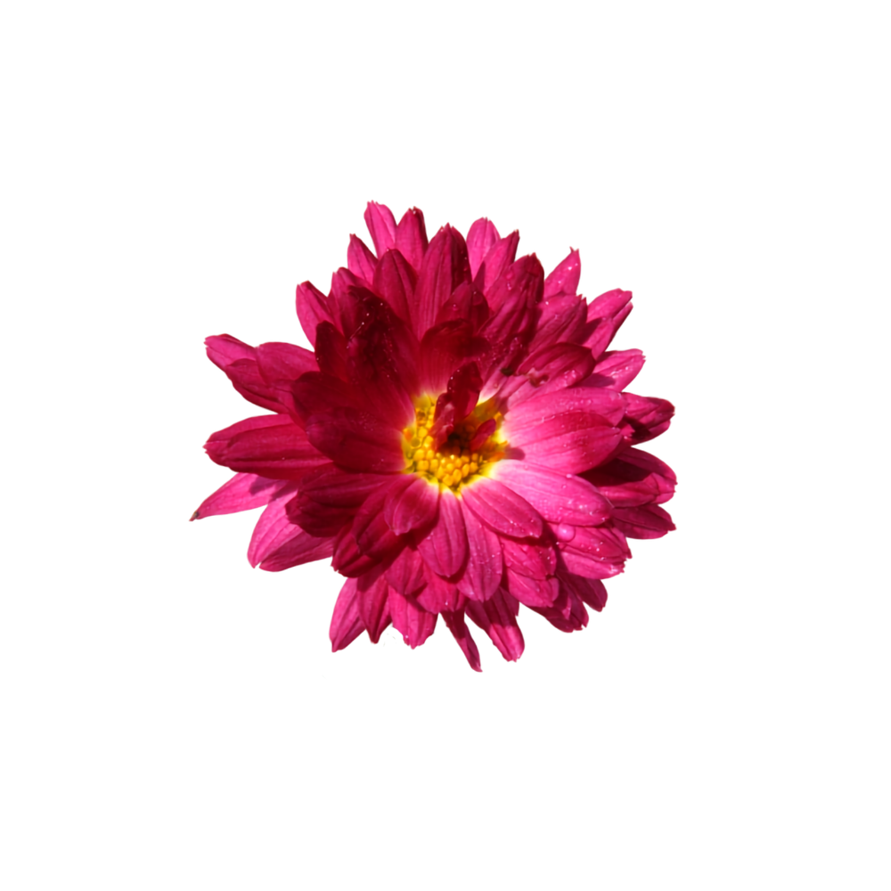 Chrysanthemum Stem