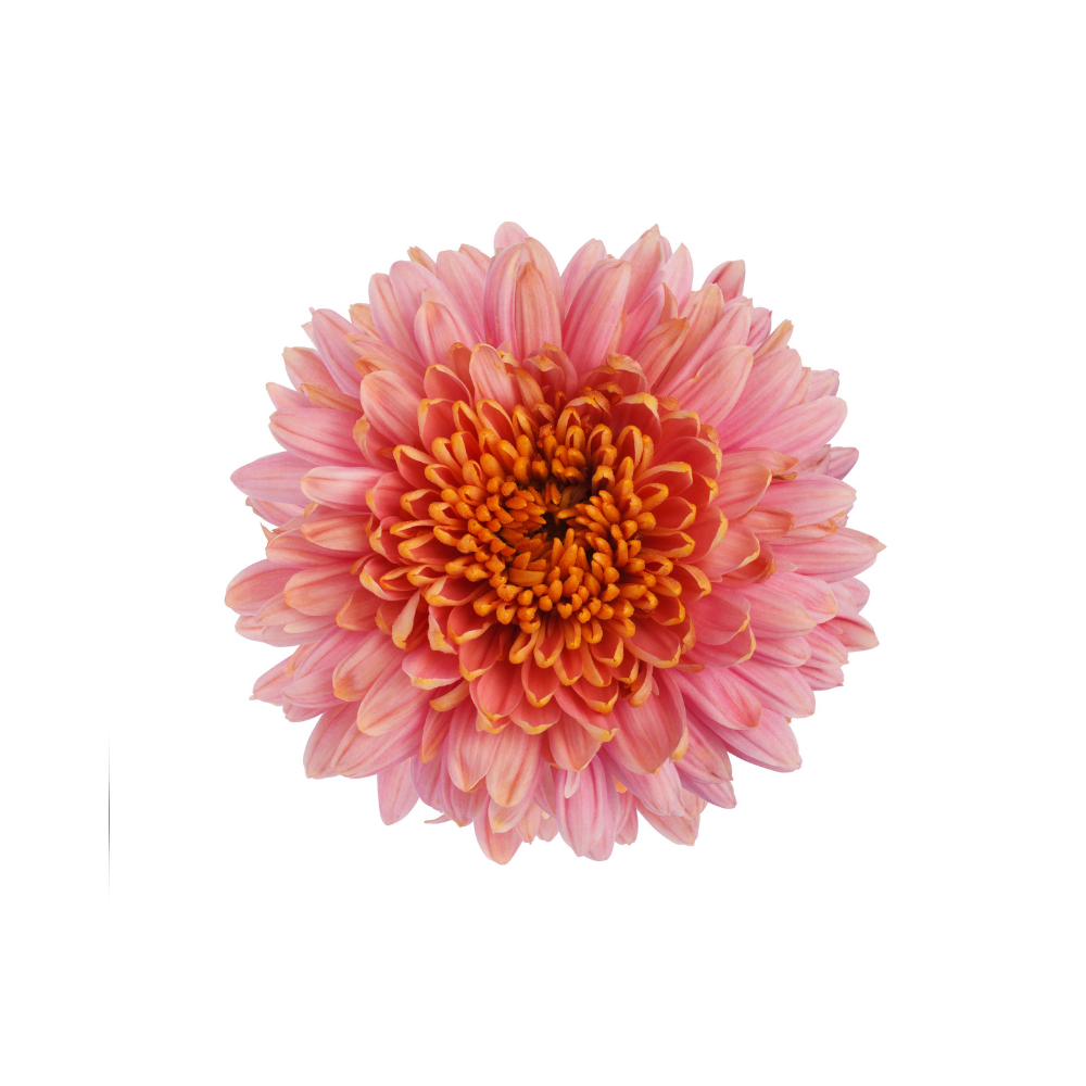 Chrysanthemum Stem