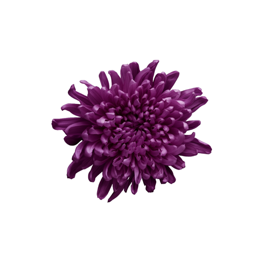 Anastasia Mum Stem