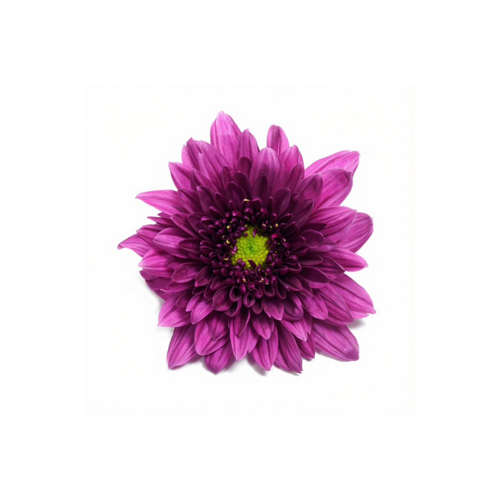 Chrysanthemum Stem