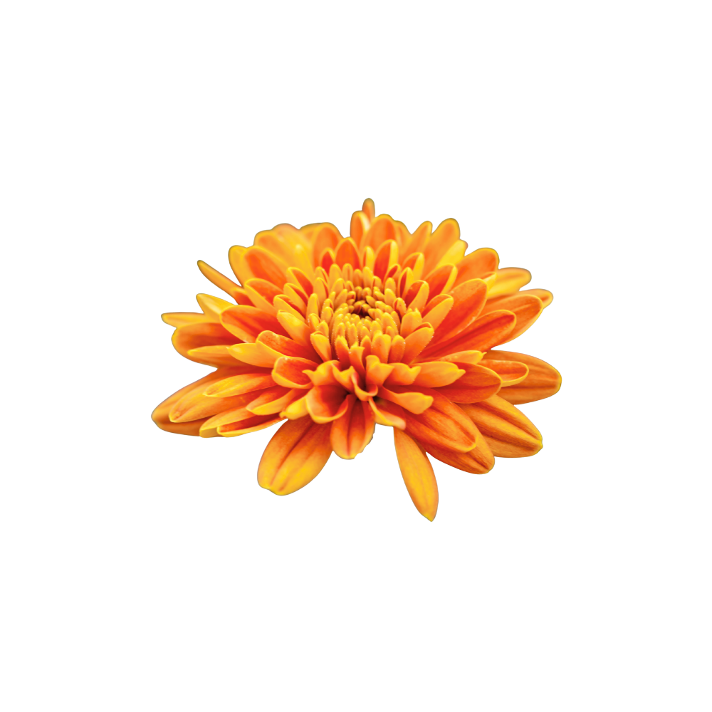 Chrysanthemum Stem