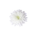 Chrysanthemum Stem