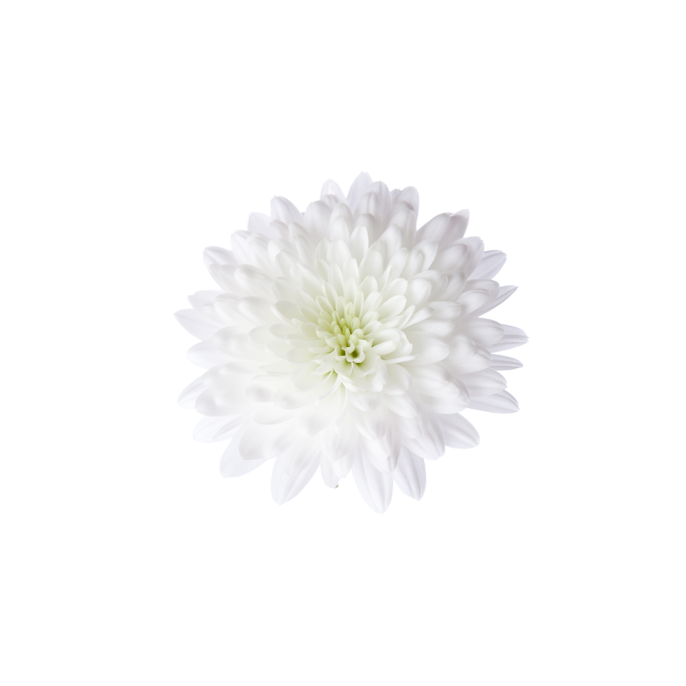Chrysanthemum Stem