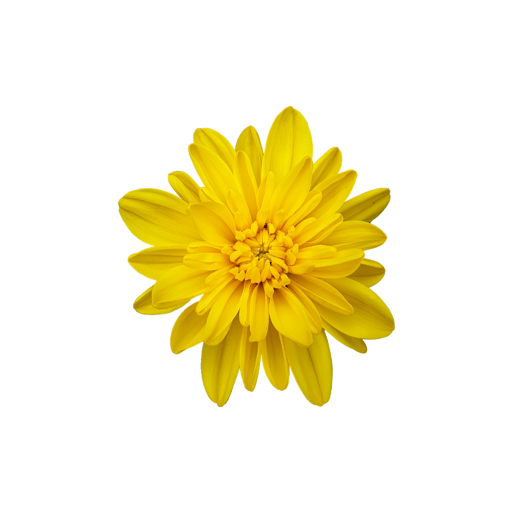 Chrysanthemum Stem