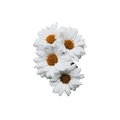 Chrysanthemum Daisy Stem